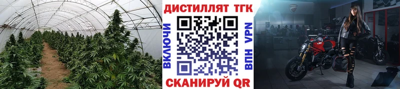 Купить где  Ишим  Дистиллят ТГК гашишное масло 